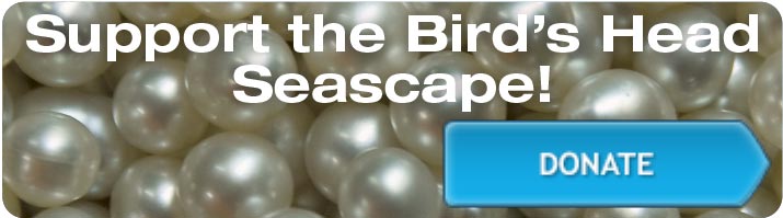 Support the Bird's Head Seascape - Donate Now!