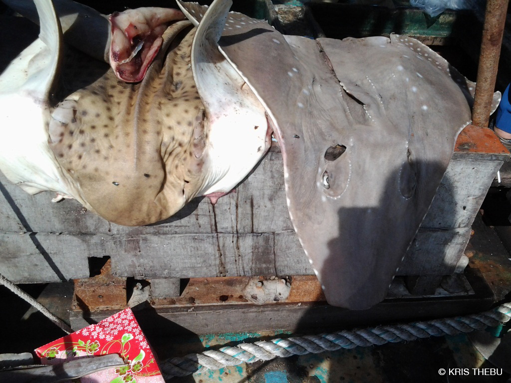 dead sharks and rays found on illegal Vietnamese fishing boat