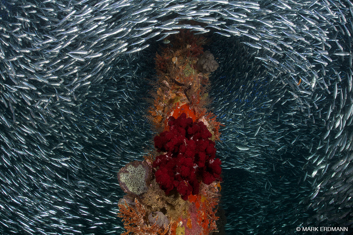 fish swirl around jetty, Raja Ampat, Indonesia