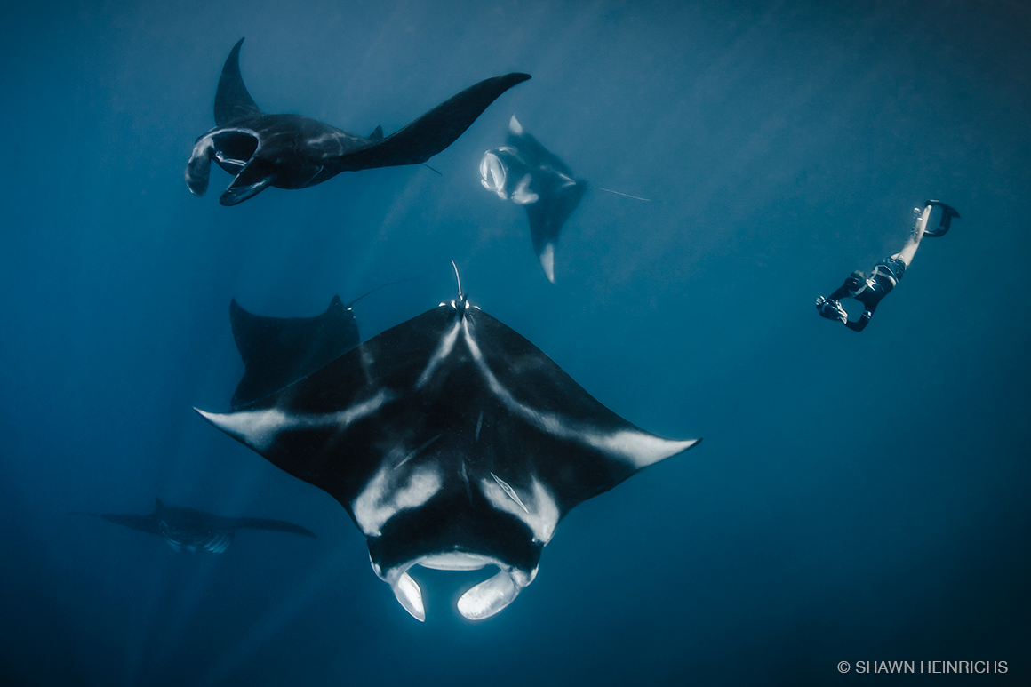 Raja Ampat's manta populations are at the center of a thriving marine tourism industry that is now the primary economic driver of the region. (© Shawn Heinrichs)